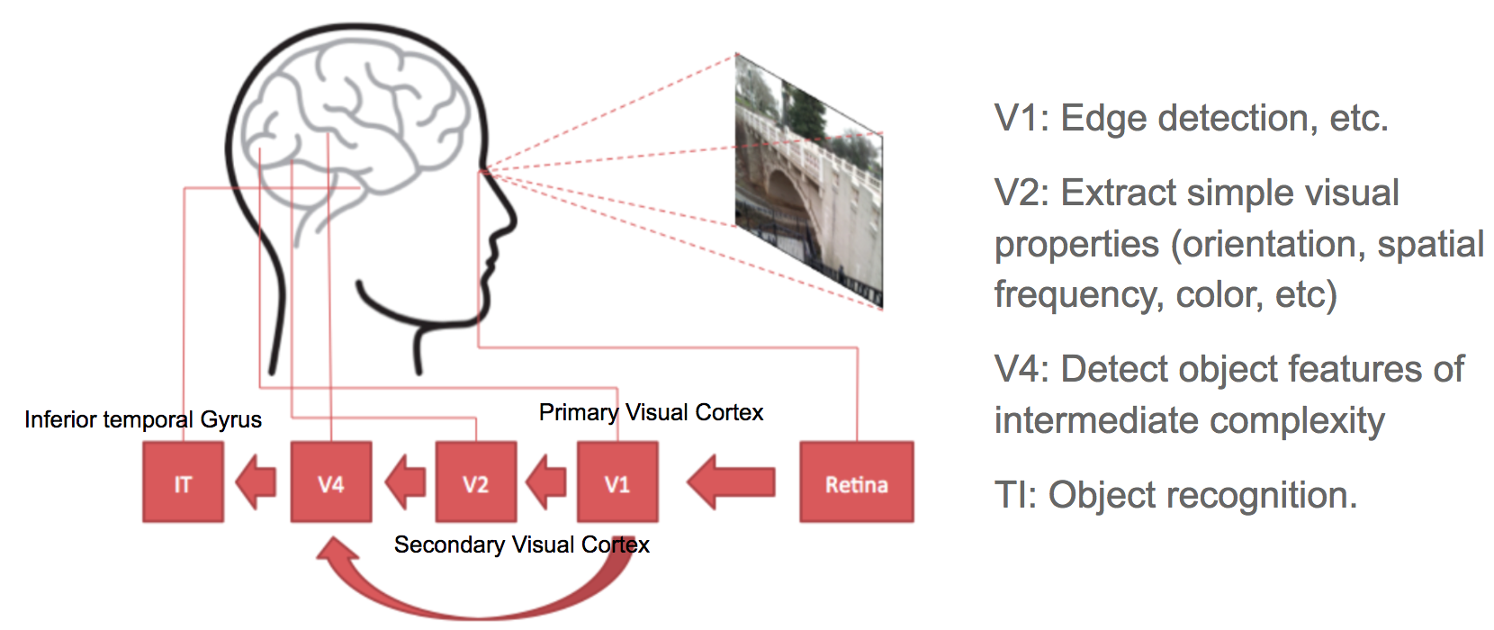 Illustration of the Human Visual Cortex System